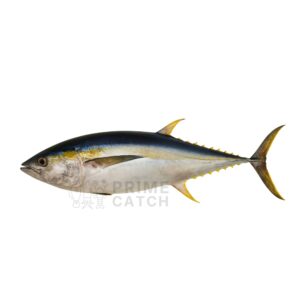 Yellwofin Tuna