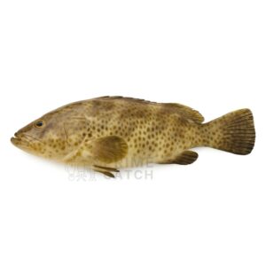 Grouper