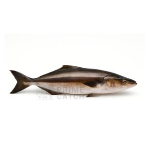 Cobia