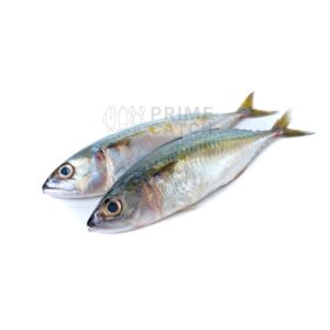 Indian Mackerel