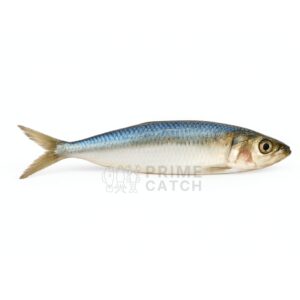 Indian Sardine