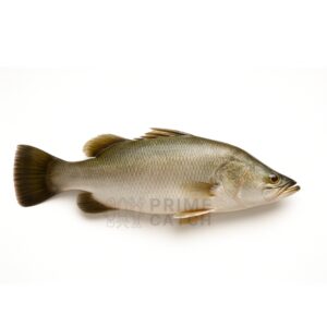 Asian Seabass