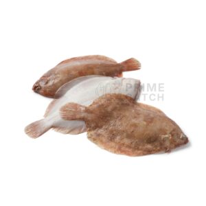 Largetooth Flounder