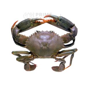 Orange Mud Crab