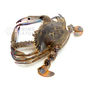 Blue Swimming Crab