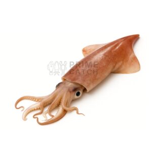 Indian Squid
