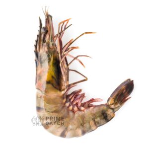 Giant Tiger Prawns