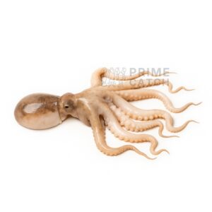 Common Octopus