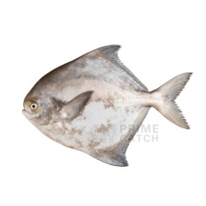 Chinese Pomfret