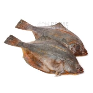 Indian Halibut